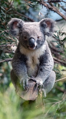 Badetuch Koala 100 x 180 cm Badetuch Koala 100 x 180 cm