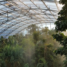 Regen im Masoala Regenwald des Zoo Zürich.