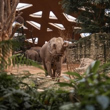 Asiatischer Elefant Indi im Kaeng Krachan Elefantenpark des Zoo Zürich.