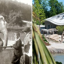 Historische Aufnahme aus dem Zoo Zürich.