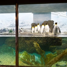 Königspinguine in der Innenanlage im Aquarium des Zoo Zürich.