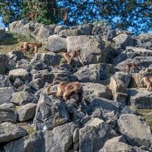 Dscheladas im Semien Gebirge im Zoo Zürich