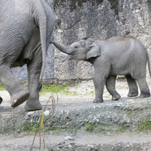 Elefanten-Jungtier Zali mit Mutter Farha im Zoo Zürich.