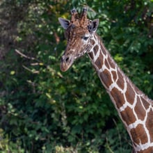 Giraffenbulle Obi, Kopf und Hals