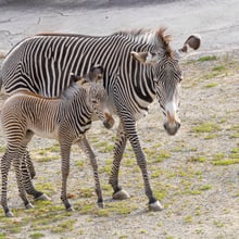 Mutter und Jungtier der Grevy-Zebras im Zoo Zürich.