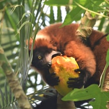 Roter Vari beim Fressen im Masoala Regenwald. 