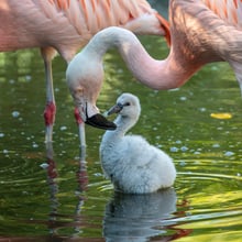 Junger Chile-Flamingo im Zoo Zürich.