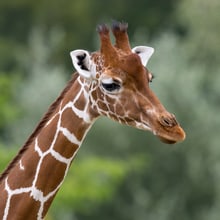 Netzgiraffe Irma im Zoo Zürich.