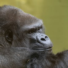 Gorillamännchen N'Gola im Zoo Zürich.
