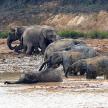 Wilde Asiatische Elefanten im Kaeng Krachan Nationalpark in Thailand.