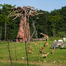 Lebensgemeinschaft in der Lewa Savanne im Zoo Zürich.