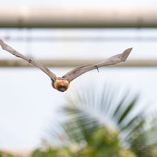 Rodrigues-Flughund im Masoala Regenwald im Zoo Zürich.