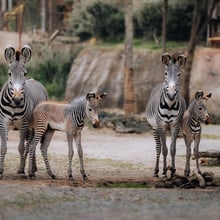 Grevyzebras mit Fohlen in der Lewa Savanne des Zoo Zürich im Oktober 2025.