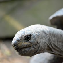 Nahaufnahme eines Kopfes einer Riesenschildkröte