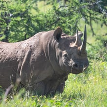 Ostafrikanisches Spitzmaulnashorn im Lewa Wildlife Conservancy in Kenia.