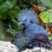Blaubrust-Krontaube beim Balztanz.