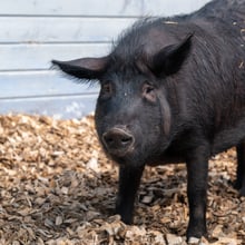 Schwarzes Alpenschwein im Zoolino des Zoo Zürich.