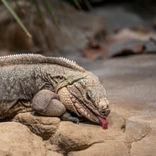 Exuma-Wirtelschwanzleguan