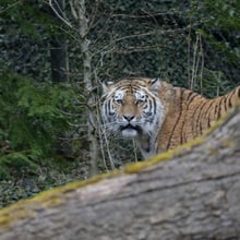 Amurtiger Zeya im Zoo Zürich. 