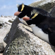 Fiordland Pinguine 