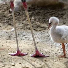 Flamingo-Küken im Zoo Zürich. 