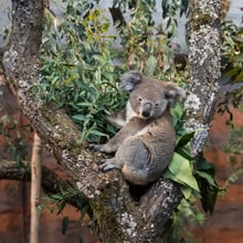 Koala in der Australienanlage im Zoo Zürich.
