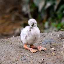 Junger Flamingo im Pantanal des Zoo Zürich.