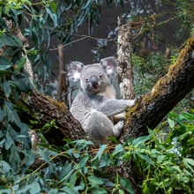 Koala Tarni im neubepflanzten Australienhaus des Zoo Zürich.