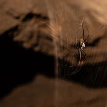 Madagaskar-Seidenspinne im Zoo Zürich