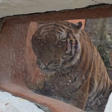 Amurtiger Akim im neuen Grosskatzen-Lebensraum Panthera im Zoo Zürich.