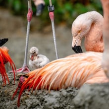 Flamingo-Jungtier im Zoo Zürich.