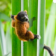 Junger Roter Vari im Masoala Regenwald im Zoo Zürich.