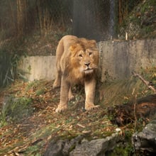 Asiatischer Löwe Jadoo im Zoo Zürich.