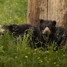 Männliche Brillenbären-Jungtiere im Zoo Zürich.