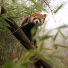Kleiner Panda im Zoo Zürich.
