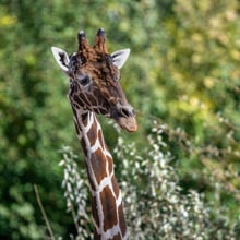 Netzgiraffenbulle Obi in der Lewa Savanne des Zoo Zürich.