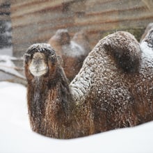 Trampeltier im Schnee im Zoo Zürich am 15.1.2021.