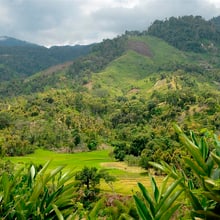 Regenwald in Masoala