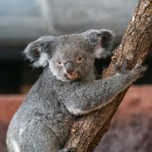 Koalaweibchen Pippa im Zoo Zürich.