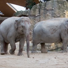 Asiatische Elefanten im Kaeng Krachan Elefantenpark im Zoo Zürich.