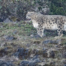 Schneeleopard im Zoo Zürich, März 2025.