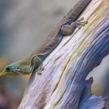 Querstreifen-Taggecko im Zoo Zürich.