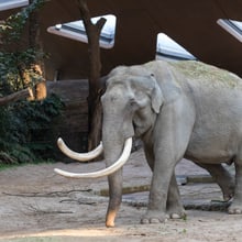 Asiatischer Elefant Maxi im Kaeng Krachan Elefantenpark des Zoo Zürich.