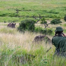 Ranger in Lewa beobachtet Nashorn in der Savanne