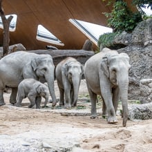 Asiatische Elefanten Chandra, Umesh, Omysha und Indi im Kaeng Krachan Elefantenpark.