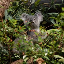 Koala im Zoo Zürich.