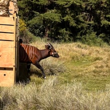 Bergbongo läuft aus Transportbox. 