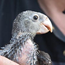 Junger Grosser Vasapapagei beim Beringen im Zoo Zürich.