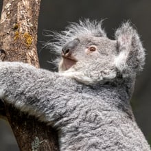 Koala-Weibchen Téa im Australienhaus. 