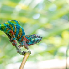 Männliches Pantherchamäleon im Masoala Regenwald des Zoo Zürich.